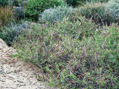 Periploca laevigata angustifolia