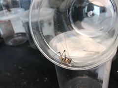 Lipotactes truncatus