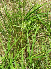 Platanthera lacera