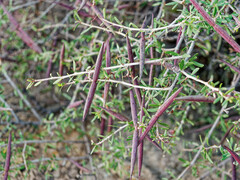 Periploca laevigata angustifolia