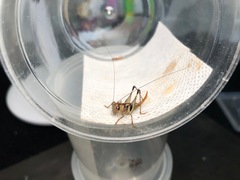 Lipotactes truncatus