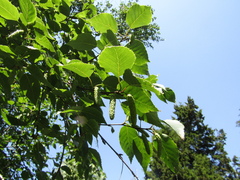Betula tianschanica