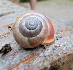 Cepaea nemoralis
