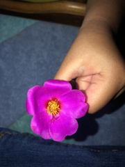 Portulaca grandiflora
