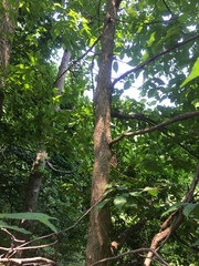 Ostrya virginiana