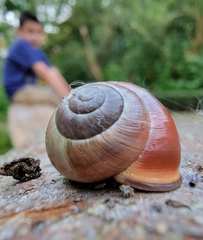 Cepaea nemoralis