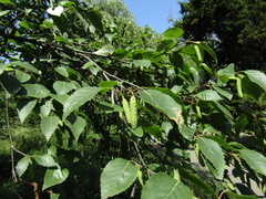 Betula tianschanica
