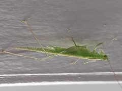 Phlugis ocraceovittata