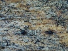 Lophium mytilinum