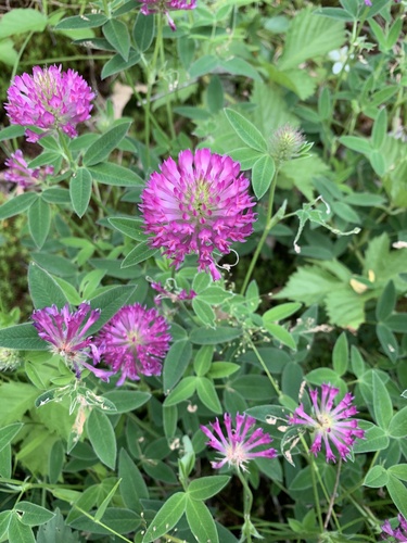 Šilinis dobilas nuotrauka