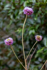 Chresta sphaerocephala