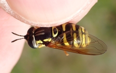 Chrysotoxum elegans
