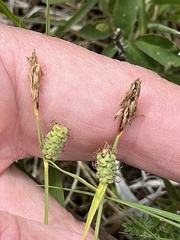 Carex tomentosa