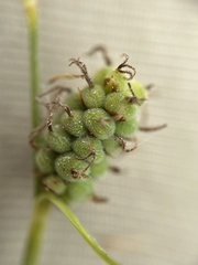 Carex tomentosa