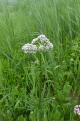 Valeriana officinalis