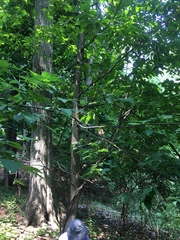 Ostrya virginiana