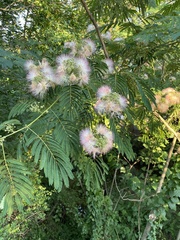 Albizia julibrissin