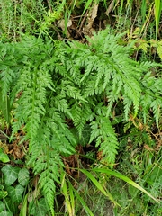 Asplenium adiantum-nigrum