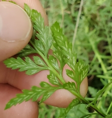 Asplenium adiantum-nigrum