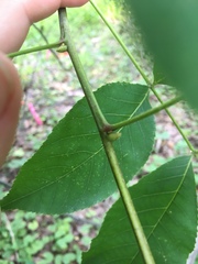 Carya glabra
