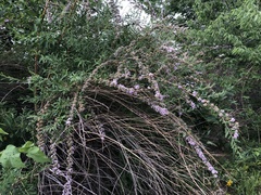 Buddleja officinalis