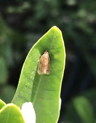 Argyrotaenia franciscana