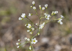 Eremogone procera