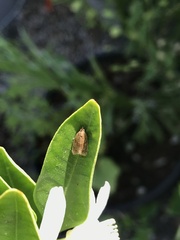 Argyrotaenia franciscana
