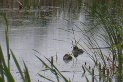 Podilymbus podiceps
