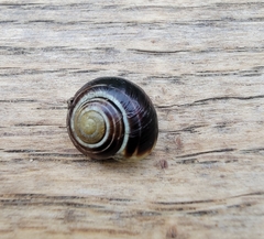 Cepaea