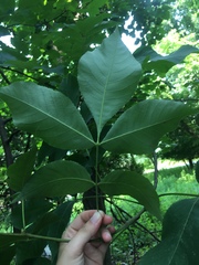 Carya glabra