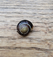 Cepaea