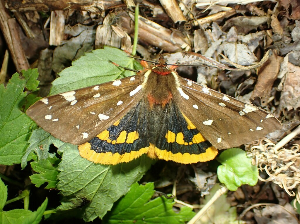 St. Lawrence Tiger Moth from 6400 Route d'Aiguebelle (D), Rouyn-Noranda