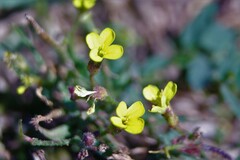 Diplotaxis tenuifolia