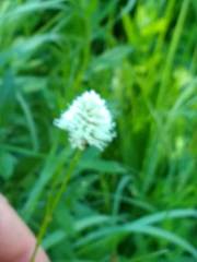 Bistorta bistortoides