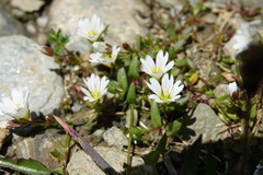 Dichodon cerastoides