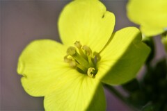 Diplotaxis tenuifolia