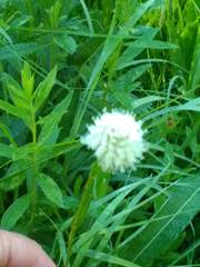 Bistorta bistortoides