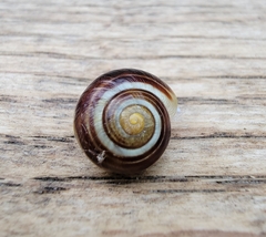 Cepaea