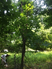 Carya glabra
