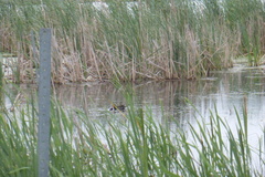 Gallinula galeata