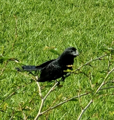 Crotophaga sulcirostris