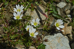 Dichodon cerastoides