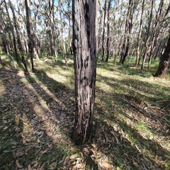 Eucalyptus capitellata