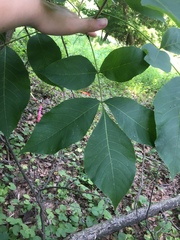 Carya glabra