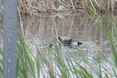 Gallinula galeata