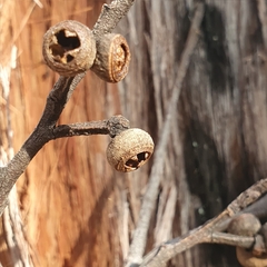 Eucalyptus capitellata