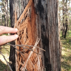 Eucalyptus capitellata