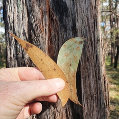 Eucalyptus capitellata