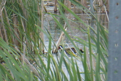 Gallinula galeata